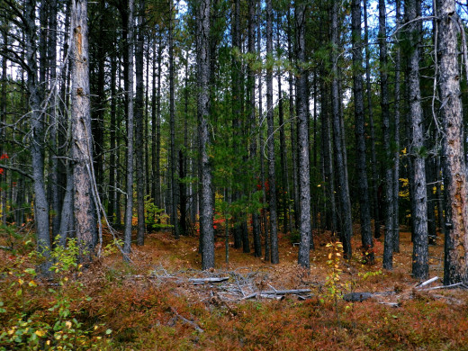 1363067 (a): :2560x1920
